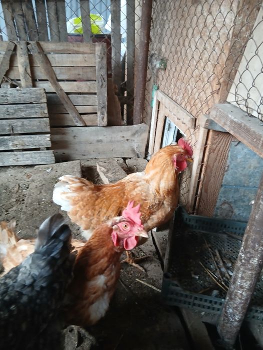 Продается петухи