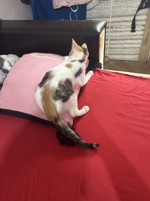 Dau pisica spre adoptie