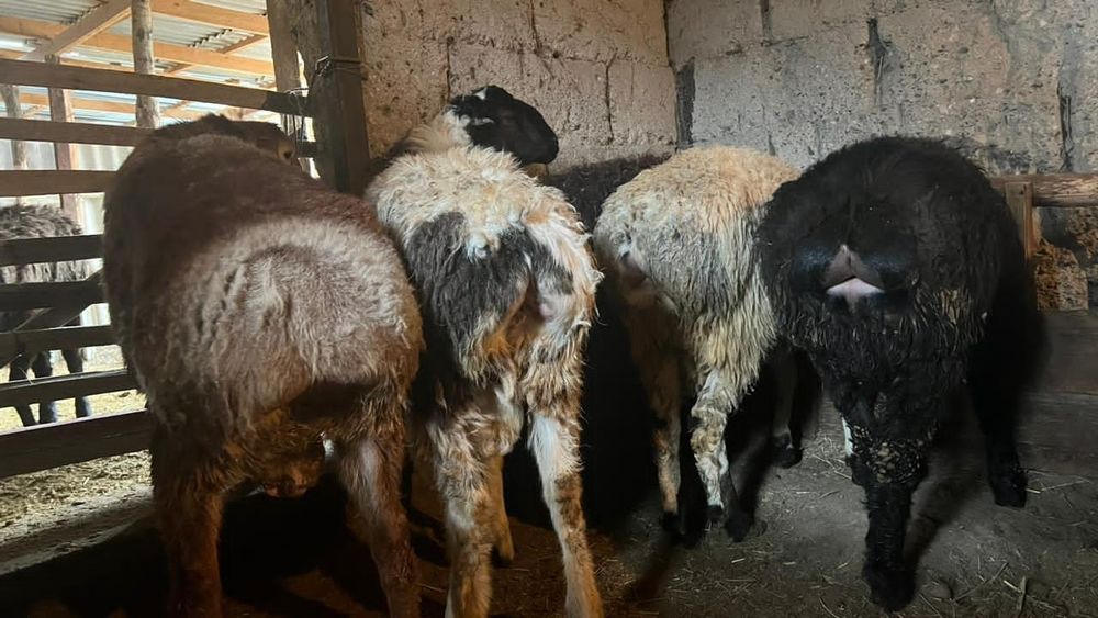 Кошкар сатылады.