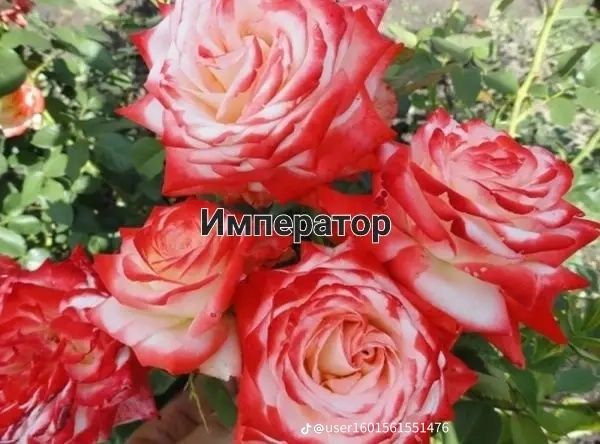 Розы саженцы оптом