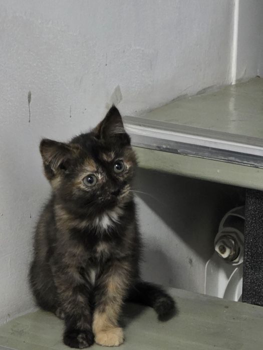 Котят бесплатно отдам