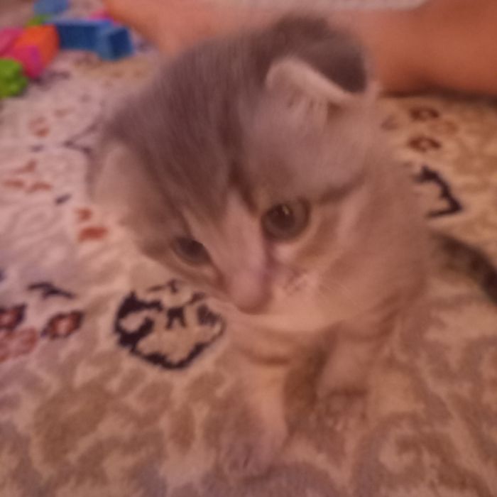 Вислоухий котёнок один мес