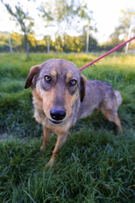 Daisy – cățelușă adorabilă de 4 ani își caută familie