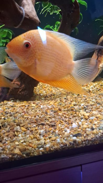 Продам северумов