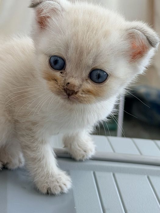 Продается котенки