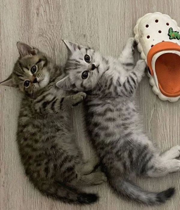 Прекрасные Котята