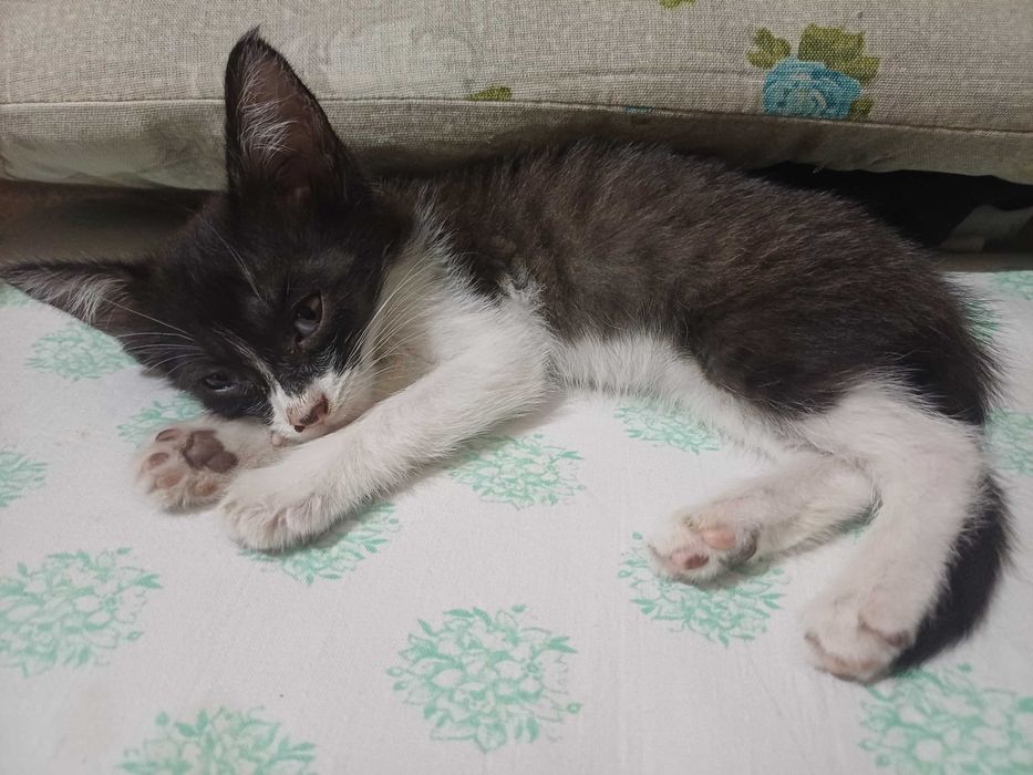Котята в хороши руки
