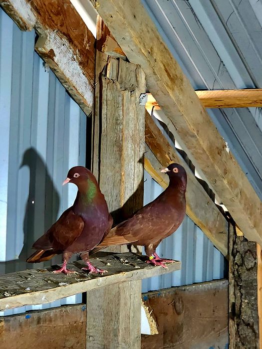 Продаются голуби красные Эранцы