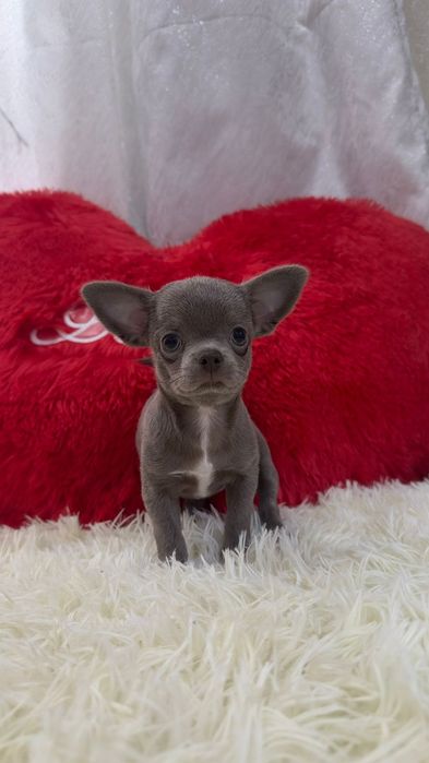 Чихуахуа девочка лиловая