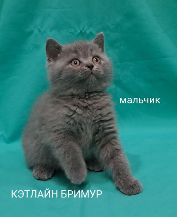 Британские котята!  Питомник!