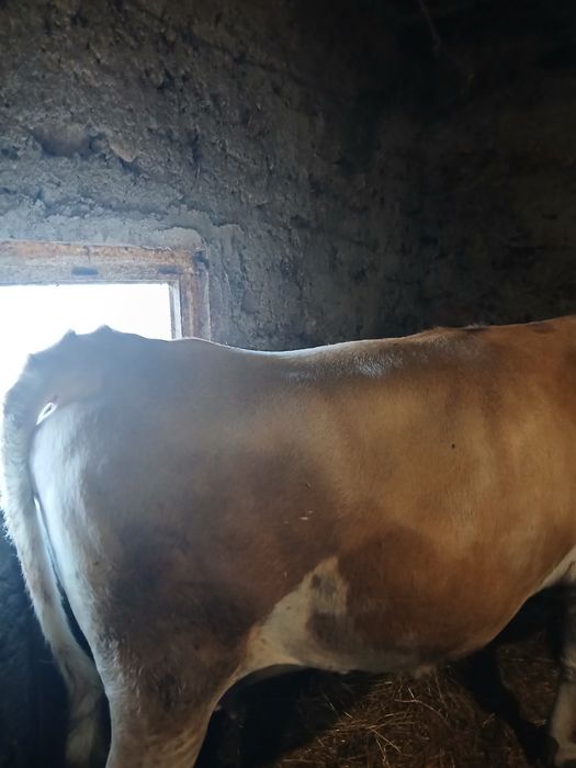 Продавам крава за месо