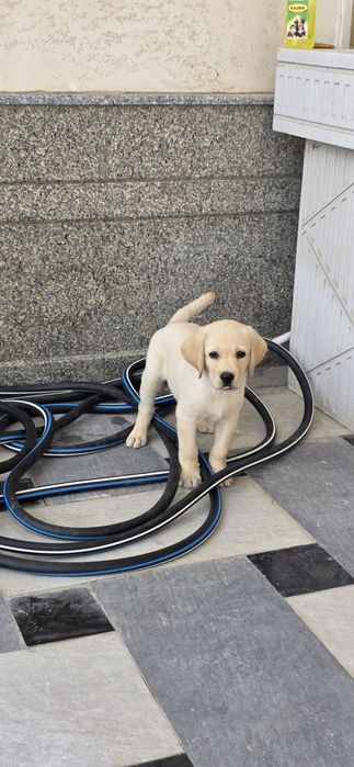 Labrador retriever