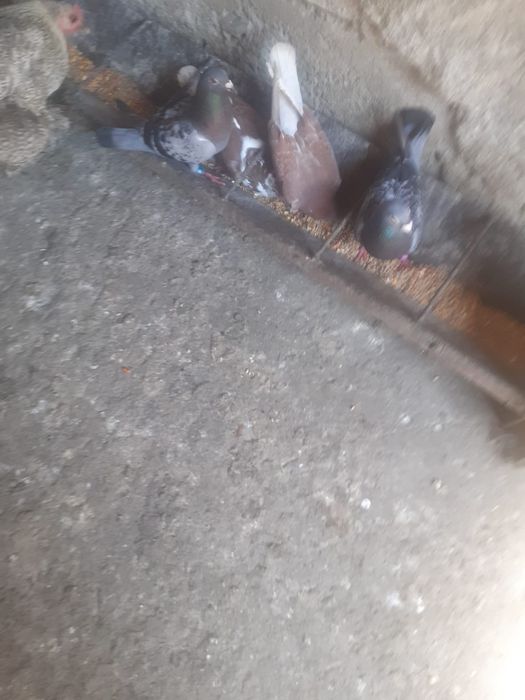 Vănd porumbei poștași