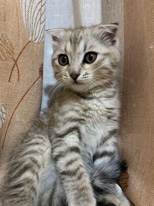 Шатлански мысық алам десеніз осы