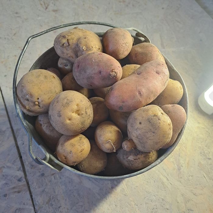 Продам домашний картофель