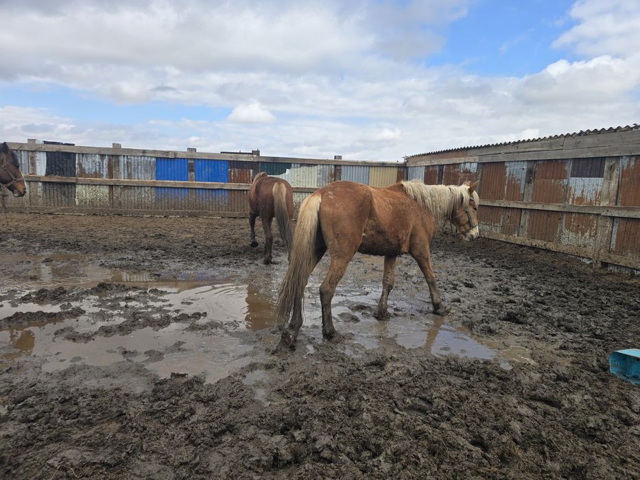 Продаётся жеребец
