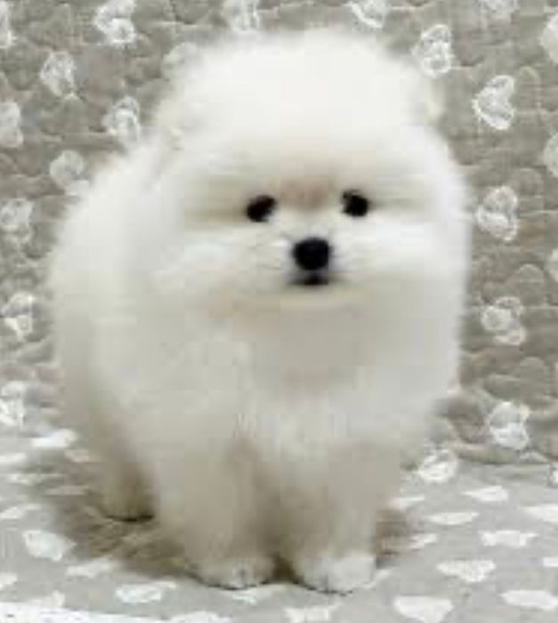 Шпиц померанский