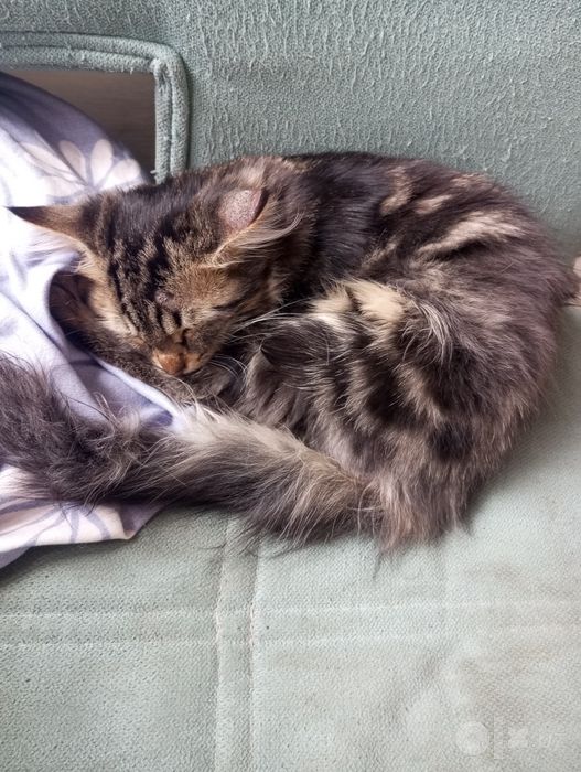 Сибирские котьята