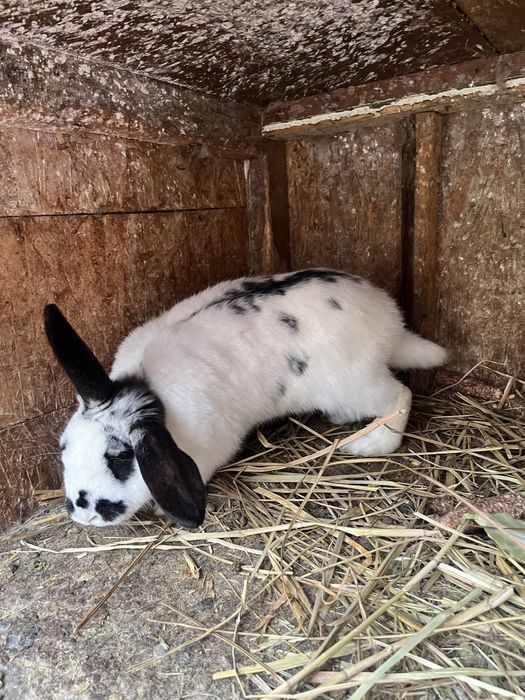 Mascul fluture german