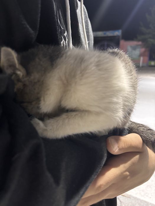 Котенок девочка