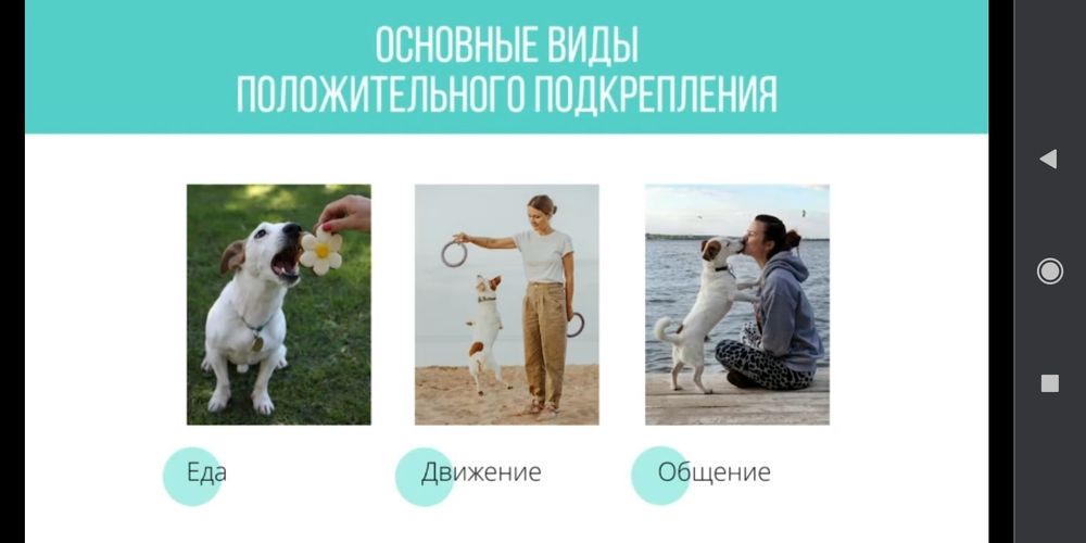 Профессиональная дрессировка собак и передержка