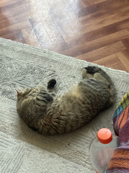 Отдам котят 2 девочки