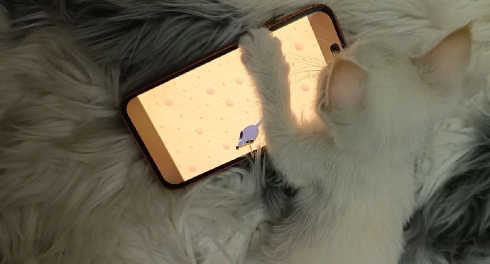 Oppo mushukcha juda shirin koʻzi kok