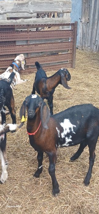 Козлята Нубо Биталы