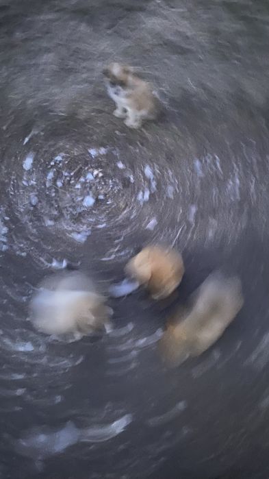 Отдам щенят в добрые руки