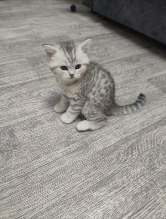 Британские котята