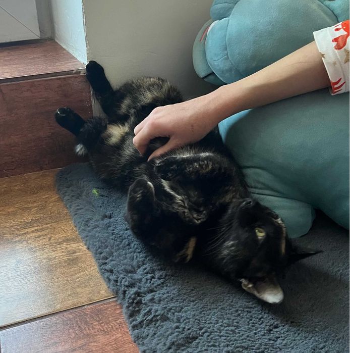 Tortie, pisicuta de 2 ani, sterilizata