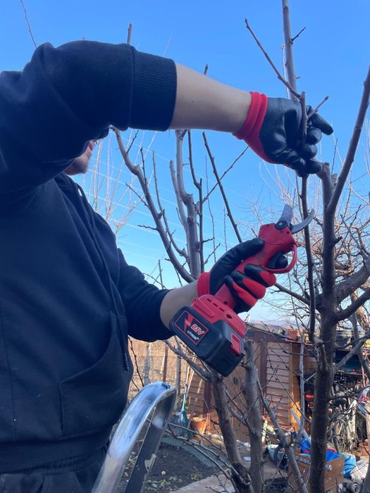 Curățare pomi/vita de vie/ amenajare gazon