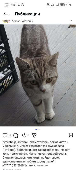 Кто потерял кота?Ходит ищет хозяев