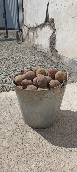 Семеной картофель
