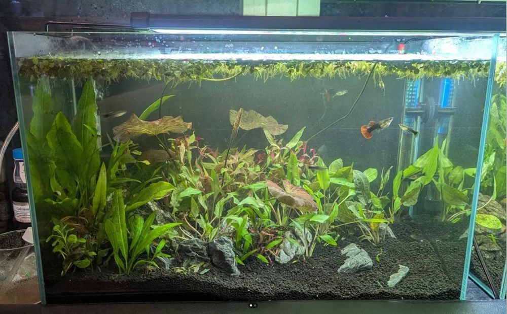 ACVARII  la comandă la cele mai  bune prețuri ! Comanda acum !