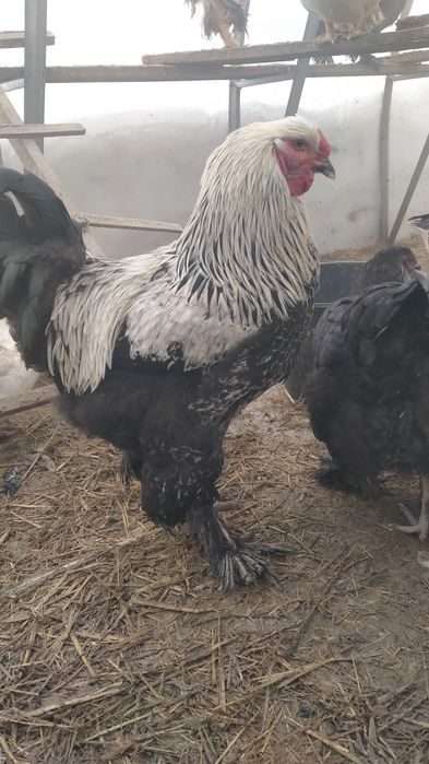 Продам петухов на племя