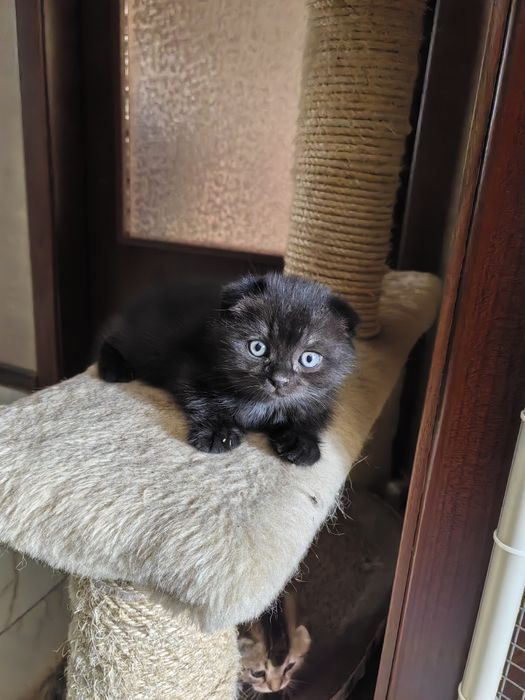 Шотландски клепоухи котета
