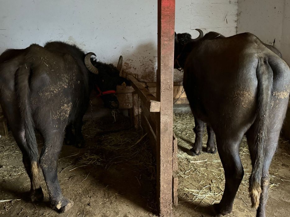 Bivolițe de vanzare