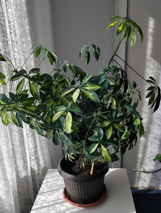 Цвете шефлера Schefflera