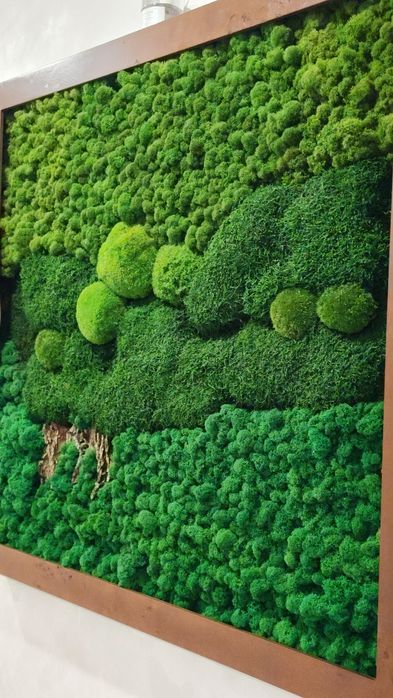 Мох живой , стабелизированный