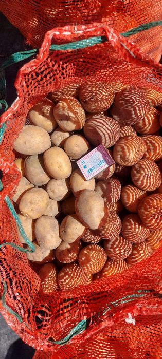 Семенной картофель, сорт "Коломбо"