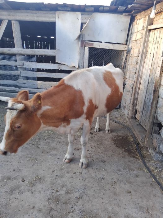 Продам дойную корову