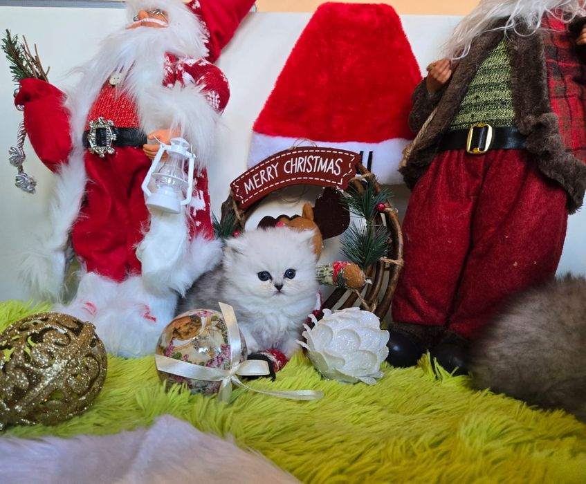 Британски дългокосмести котенца