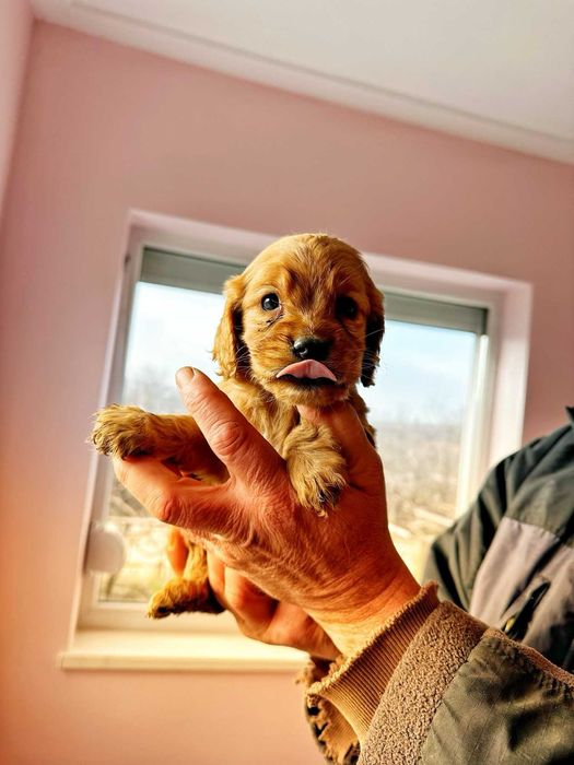 Продавам кокер шпаньоли