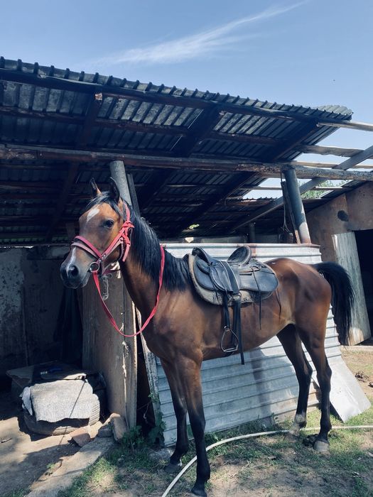 Чистокровка байтал сатылады