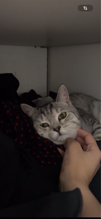 Шатлански мысық өте ақылды