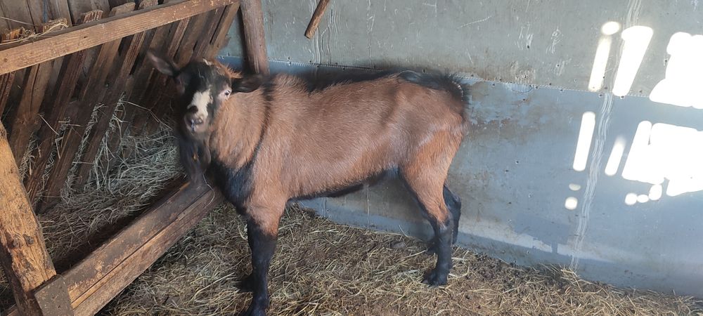 Vand sau schimb Țap alpin francez