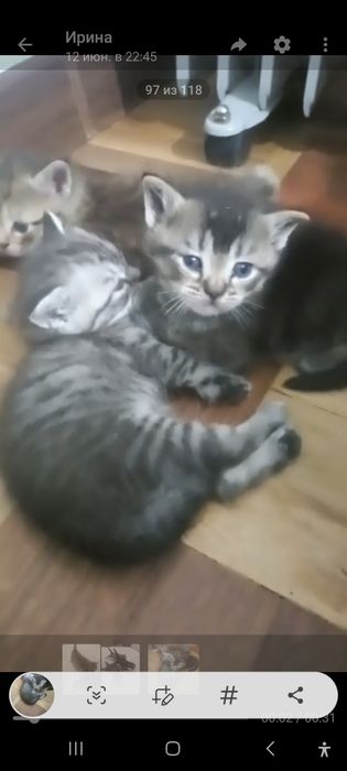 Котята в добрые руки