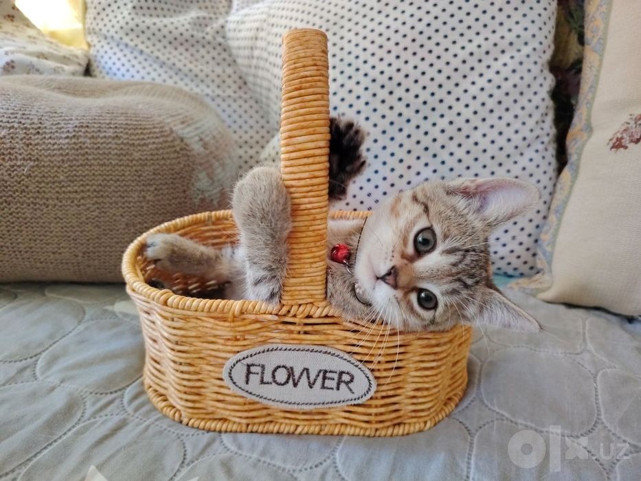 Котята даром в хорошие добрые руки