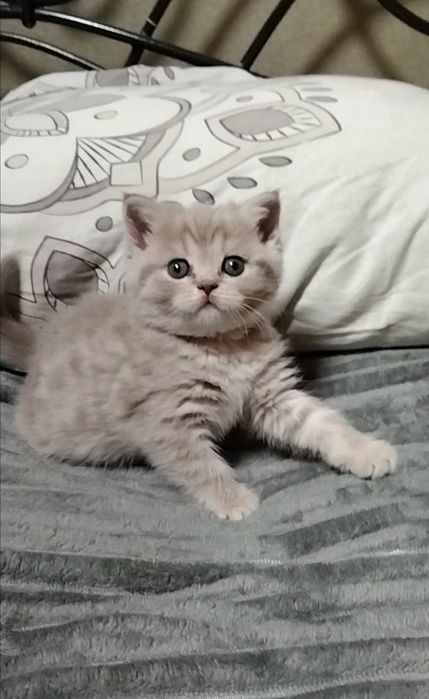 Девочка. Скоттиш страйт.